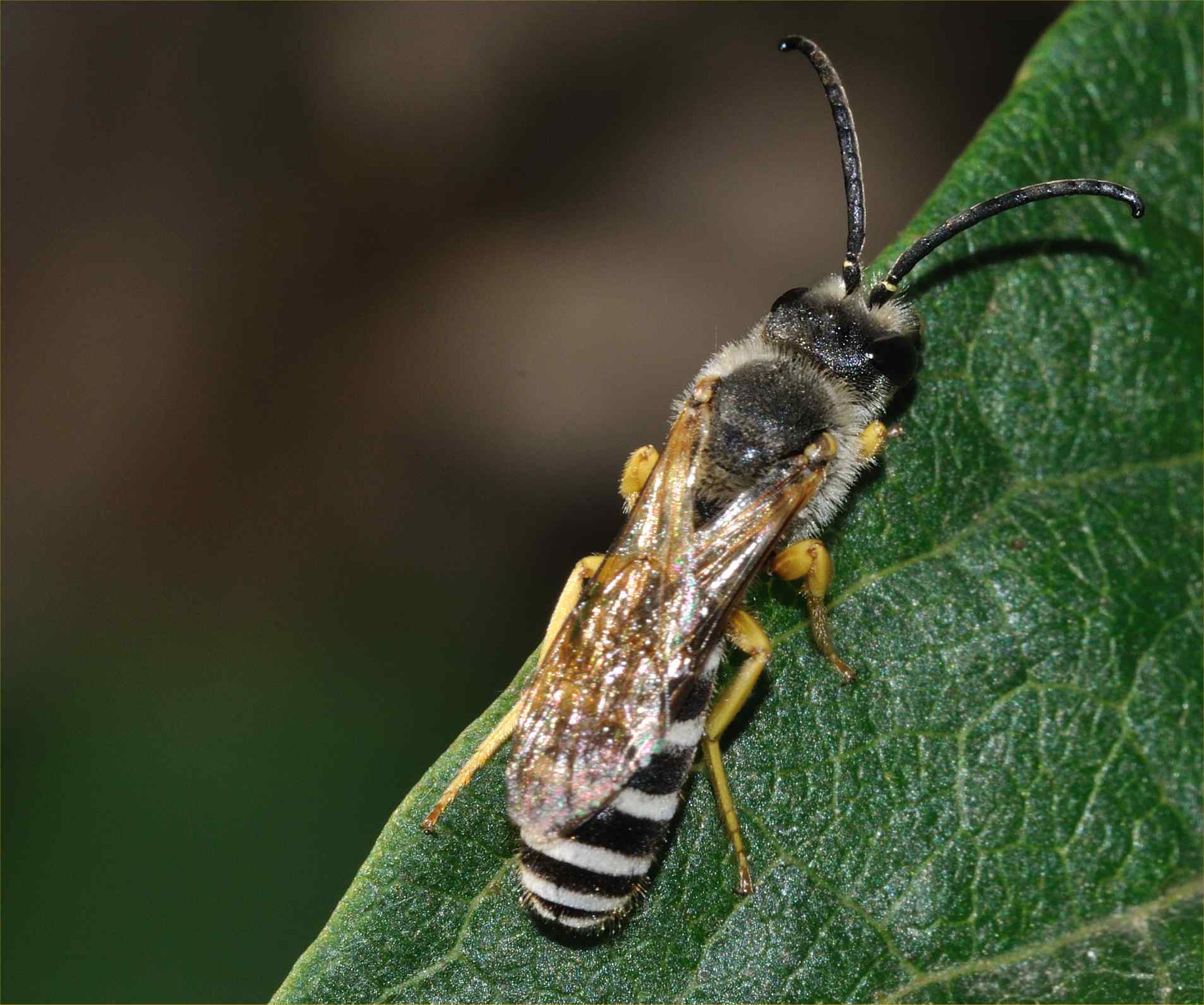 Halictus scabiosae